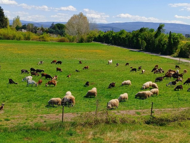 Photo de La chèvrerie Provençale