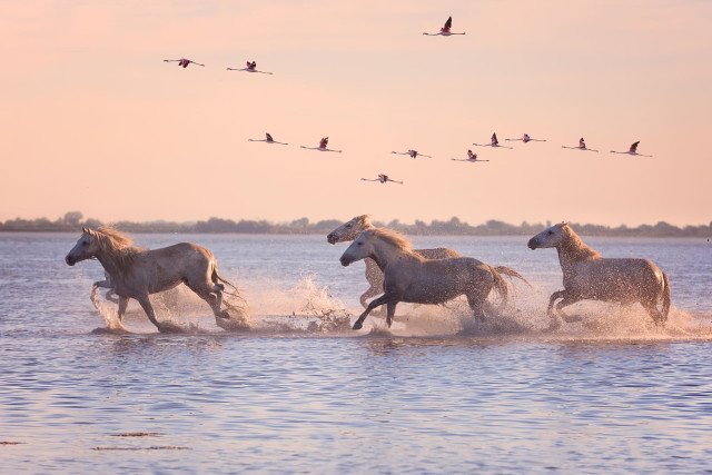 Photo de Camargue